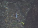 ウナギ1.jpg